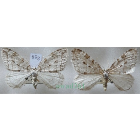 Epirrita autumnata (Borkhausen, 1794) pair Paśnik jesieniak Czech89g